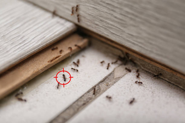 Best Pest Inspection Near Me  in Punta Rassa, FL