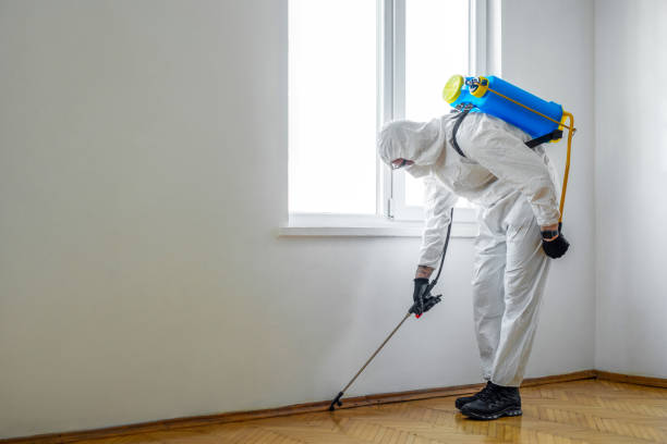Best Flea Control Services  in Punta Rassa, FL