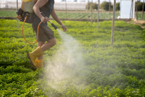 Best Pest Control Near Me in Punta Rassa, FL