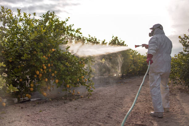 Best Residential Pest Control  in Punta Rassa, FL