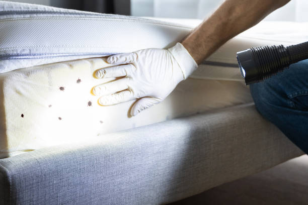 Best Emergency Pest Control  in Punta Rassa, FL