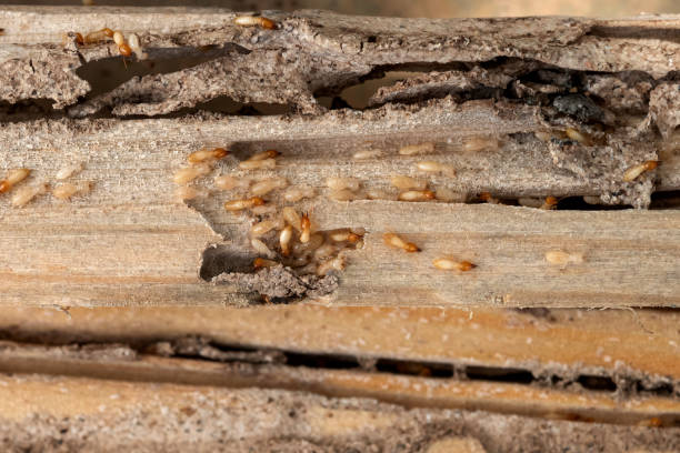 Wasp Removal Services in Punta Rassa, FL