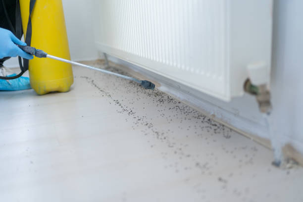 Best Rat Extermination Near Me  in Punta Rassa, FL