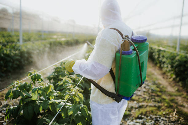 Flea Control Services in Punta Rassa, FL